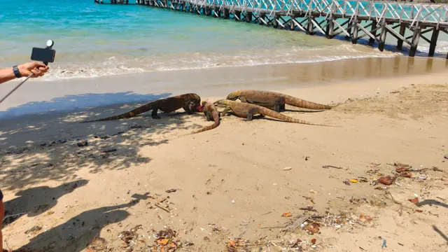 Draghi di Komodo sulla spiaggia
