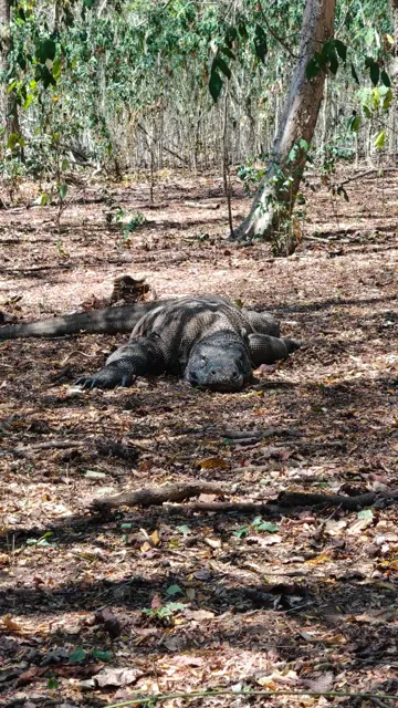 Drago di Komodo